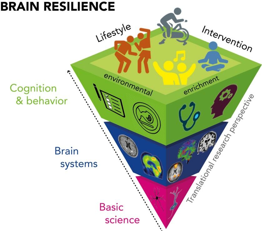 Concept of the research program on brain resilience.