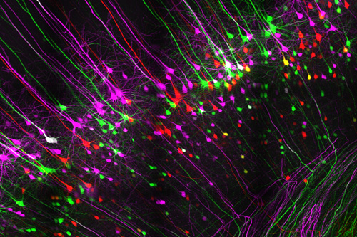 Diese Abbildung zeigt Nervenzellen (die farblich eingefärbt wurden) und deren Ausläufer im Hirngewebe einer Maus. Bildquelle: DZNE/Sebastian Dupraz