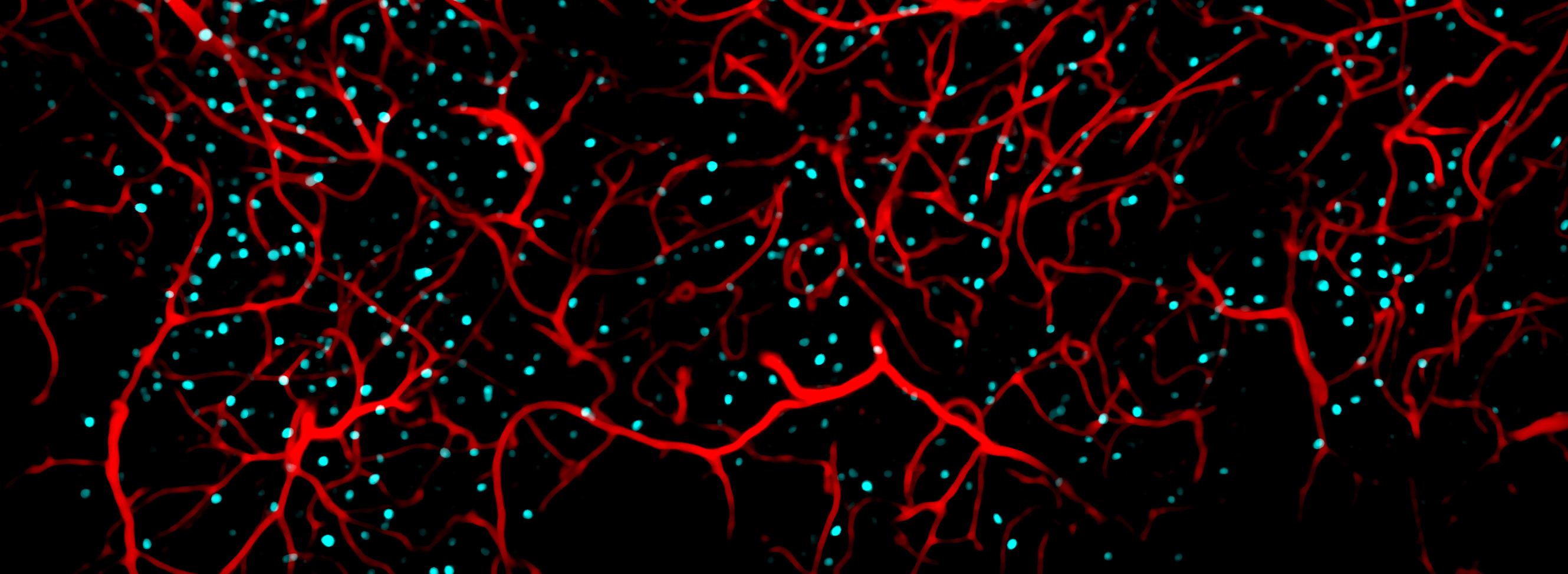 Die Abbildung zeigt aktive Nervenzellen (cyan) und Blutgefäße (rot) im Hippocampus einer Maus. 