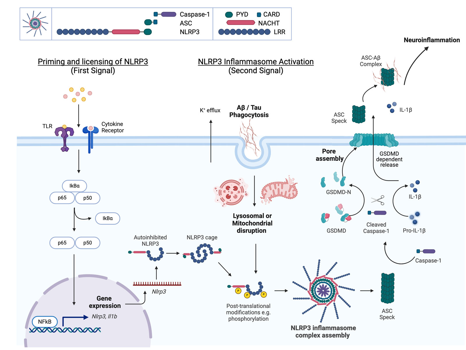 Schematische Darstellung der NLRP3-Inflammasom-Aktivierung bei der Alzheimer-Krankheit.