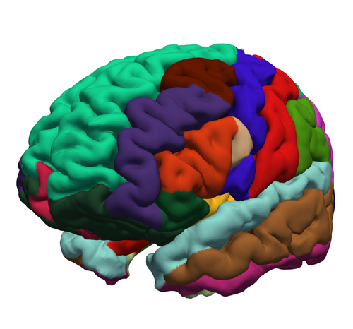 Oberfläche eines menschlichen Gehirns rekonstruiert aus einer MRT Aufnahme