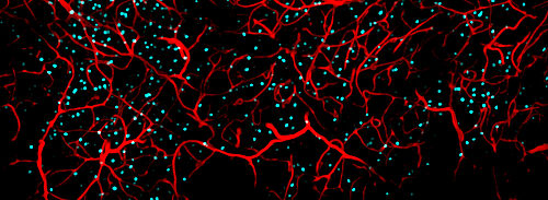 This image shows active nerve cells (cyan) and blood vessels (red) in the hippocampus of a mouse. 