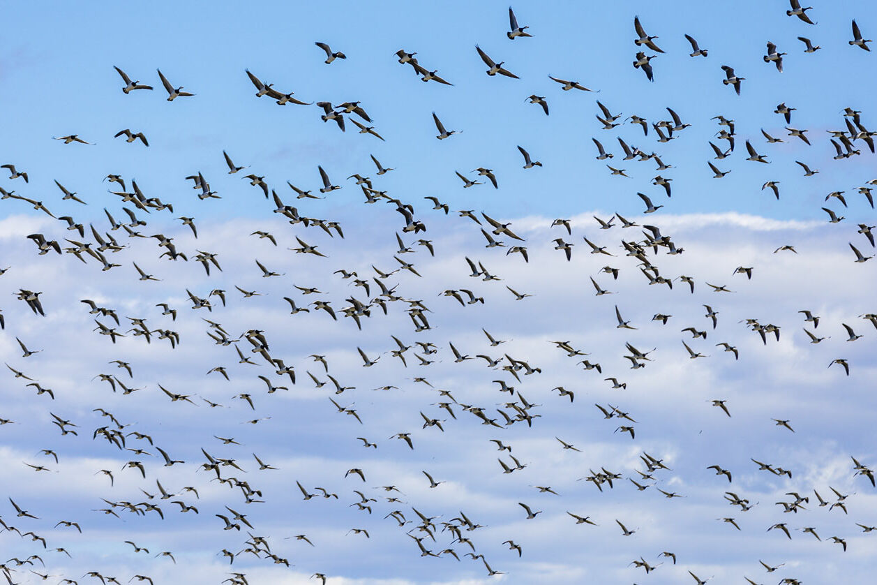 Symbol image shows swarm of birds.