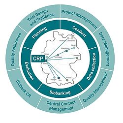 Explanatory graphic CRP