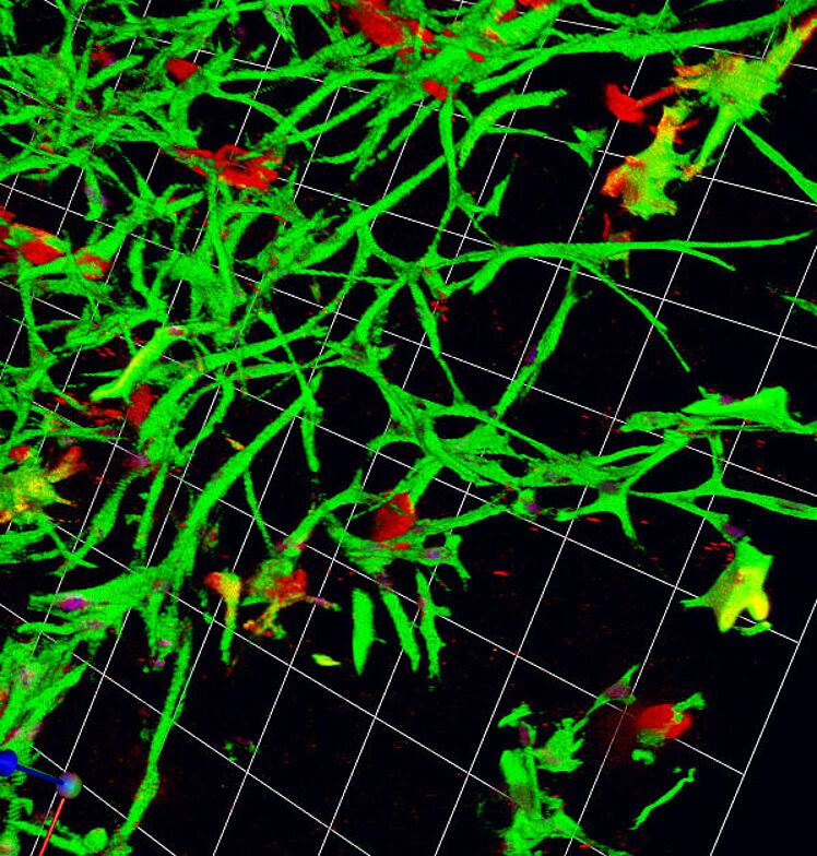 3D menschliche neurale Stammzelle und kortikales Neuronenmodell