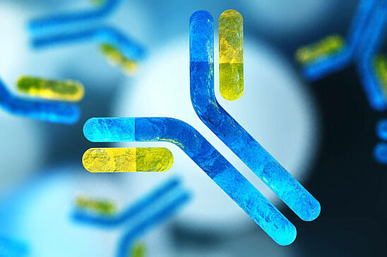 Das Bild zeigt eine wissenschaftliche Illustration mit zahlreichen stilisierten, Y-förmigen Antikörpern. Im Vordergrund ist ein großer blau-gelber Antikörper hervorgehoben, während weitere Antikörper unterschiedlicher Größe unscharf im Hintergrund verteilt sind. 
