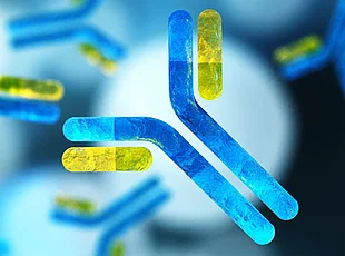 Das Bild zeigt eine wissenschaftliche Illustration mit zahlreichen stilisierten, Y-förmigen Antikörpern. Im Vordergrund ist ein großer blau-gelber Antikörper hervorgehoben, während weitere Antikörper unterschiedlicher Größe unscharf im Hintergrund verteilt sind. 