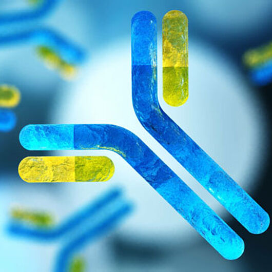 Das Bild zeigt eine wissenschaftliche Illustration mit zahlreichen stilisierten, Y-förmigen Antikörpern. Im Vordergrund ist ein großer blau-gelber Antikörper hervorgehoben, während weitere Antikörper unterschiedlicher Größe unscharf im Hintergrund verteilt sind. 