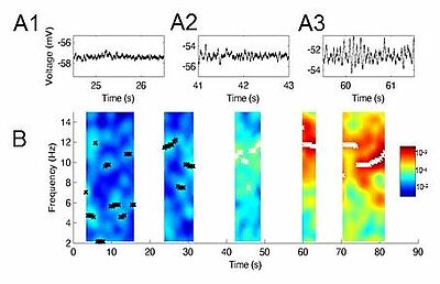 Abb. 2. (A1-3) Unterschwellige Membranpotentialschwingungen, die von einem MEC-Schicht-II-Neuron bei verschiedenen Grundlinien-Membranpotentialen aufgezeichnet wurden. (B) Energiespektren unterschwelliger Schwingungen, die bei verschiedenen Grundlinien-Membranpotentialen gemessen wurden.