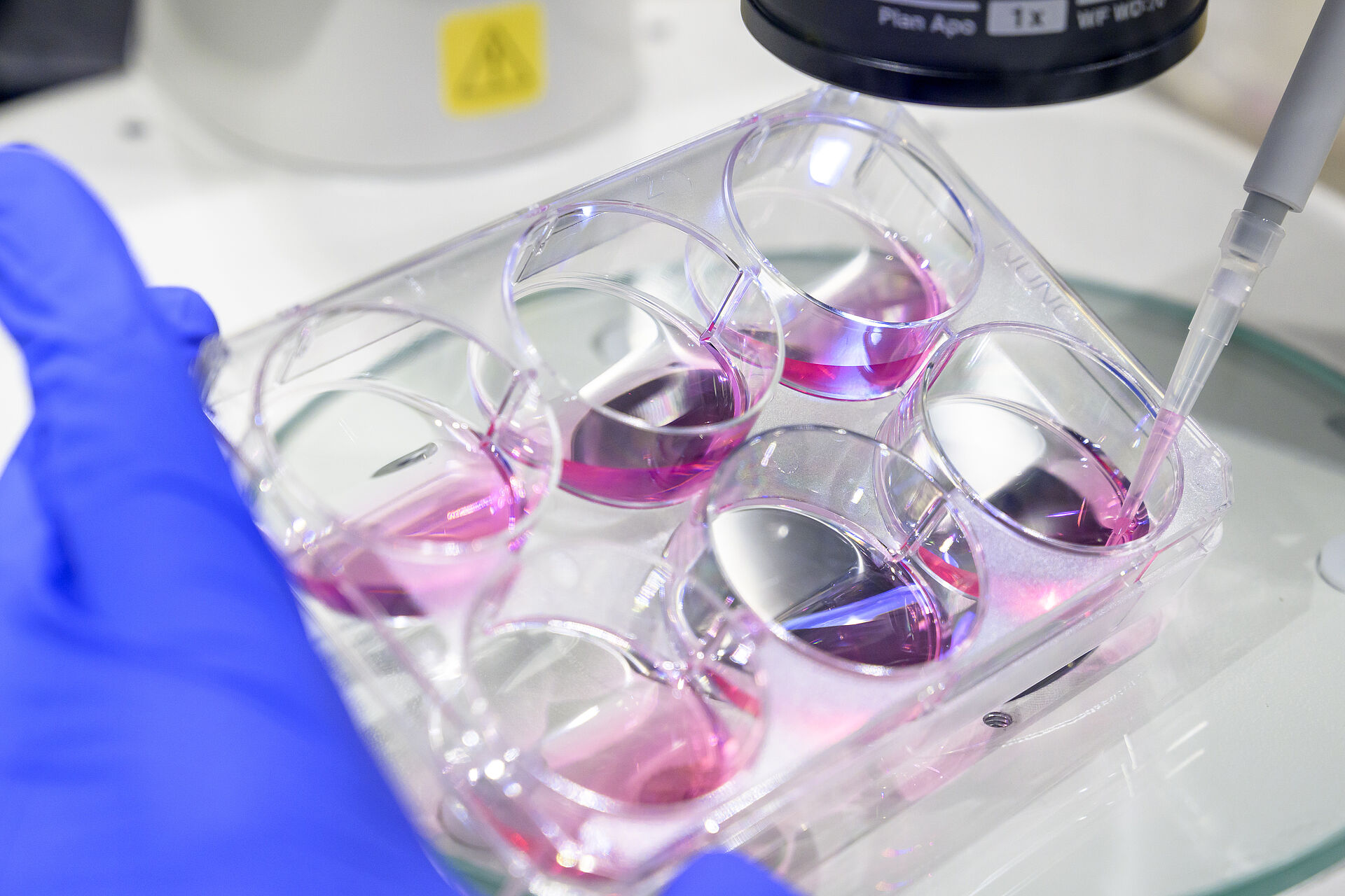 Eine behandschuhte Hand arbeitet mit einer Pipette an einer Zellkulturplatte mit rosa Flüssigkeit unter einem Laborgerät oder Mikroskop