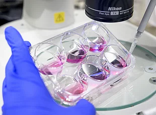 Eine behandschuhte Hand arbeitet mit einer Pipette an einer Zellkulturplatte mit rosa Flüssigkeit unter einem Laborgerät oder Mikroskop