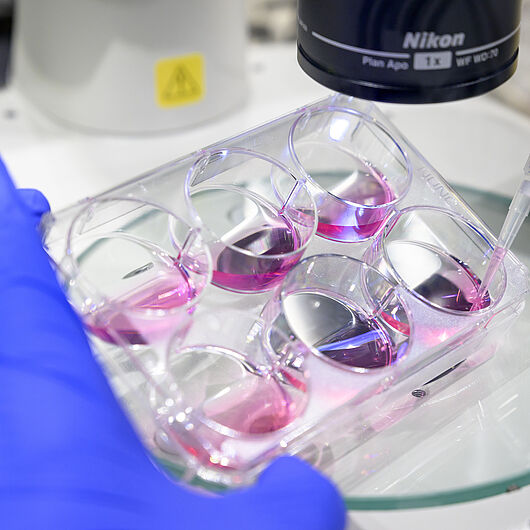 A gloved hand uses a pipette on a cell culture plate filled with pink liquid beneath a laboratory microscope or instrument