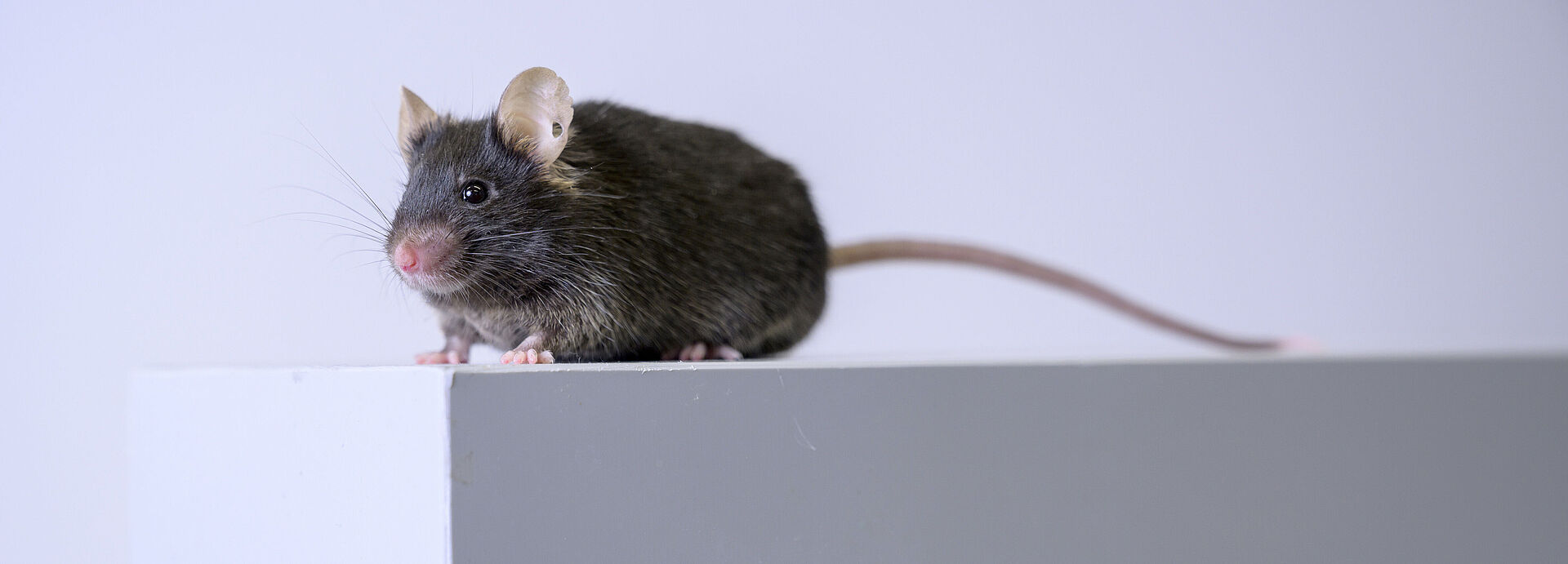 Bild zeigt eine Maus auf einem Block.