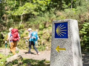 Pilger auf ihrem Weg nach Santiago de Compostela. Wegweiser des Jakobswegs vor einer Waldkulisse. 